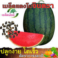 SALE !!พิเศษสุด ## เมล็ดพันธุ์ แตงโมจินตรา ขนาด 50 เมล็ด เนื้อแดง แน่น หวานมาก?ราคาถูก? ##ต้นไม้และเมล็ดพันธุ์