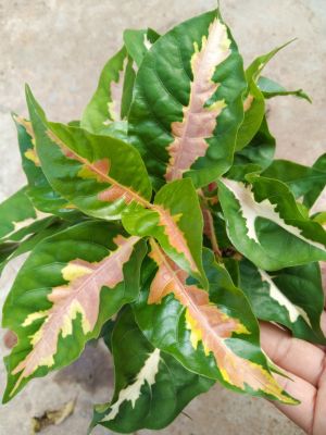 ต้นใบเงิน(Graptophyllum pictum (L.) Griff.) เป็นไม้ทรงพุ่ม ไม้มงคล นิยมนำมาเป็นไม้ประดับ ไม้กระถาง หรือตกแต่งสวน เลี้ยงง่าย น้ำปานกลาง แสงแดดปานกลาง