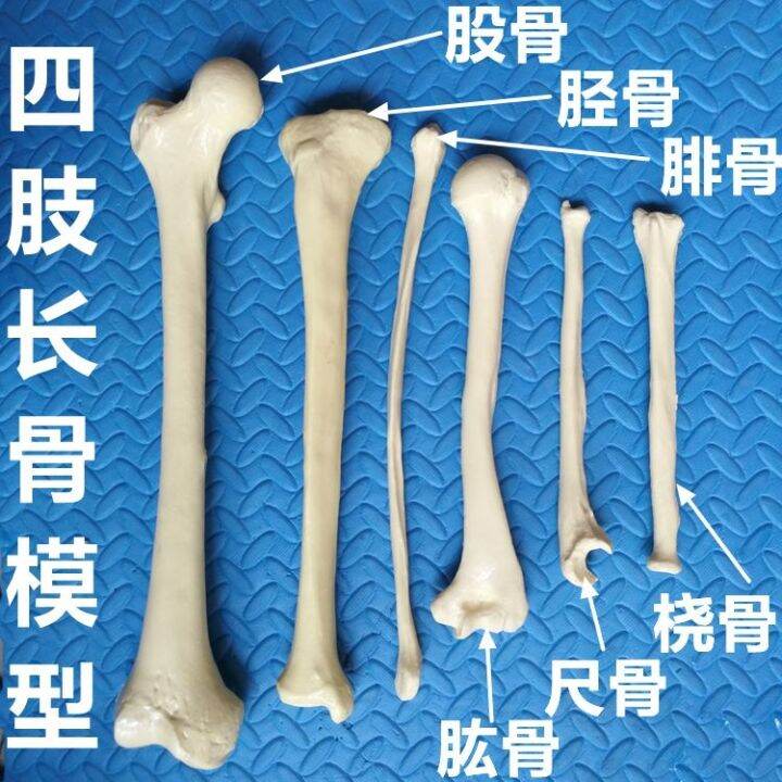 human-body-skeleton-model-of-limbs-long-bone-simulation-of-adult-femur-tibia-fibular-humerus-ulna-radial-shoulder-bones