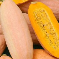 เมล็ดพันธุ์ ฟักทองกล้วยสีชมพู - Pink Banana Squash 10 เมล็ด