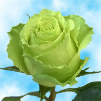 กุหลาบ สีเขียวมิ้นท์ Rose Seeds30 เมล็ด เมล็ดพันธุ์  ดอกใหญ่ นำเข้าจากต่างประเทศ พร้อมคู่มือ เมล็ดสด ใหม่