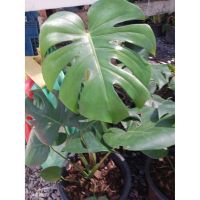 ( PRO+++ ) โปรแน่น.. มอนสเตอร่า (Monstera) ราชินีไม้ใบ ต้นไม้ฟอกอากาศ ต้นไม้ดูดสารพิษ กระถาง 5นิ้ว 199 ราคาสุดคุ้ม พรรณ ไม้ น้ำ พรรณ ไม้ ทุก ชนิด พรรณ ไม้ น้ำ สวยงาม พรรณ ไม้ มงคล