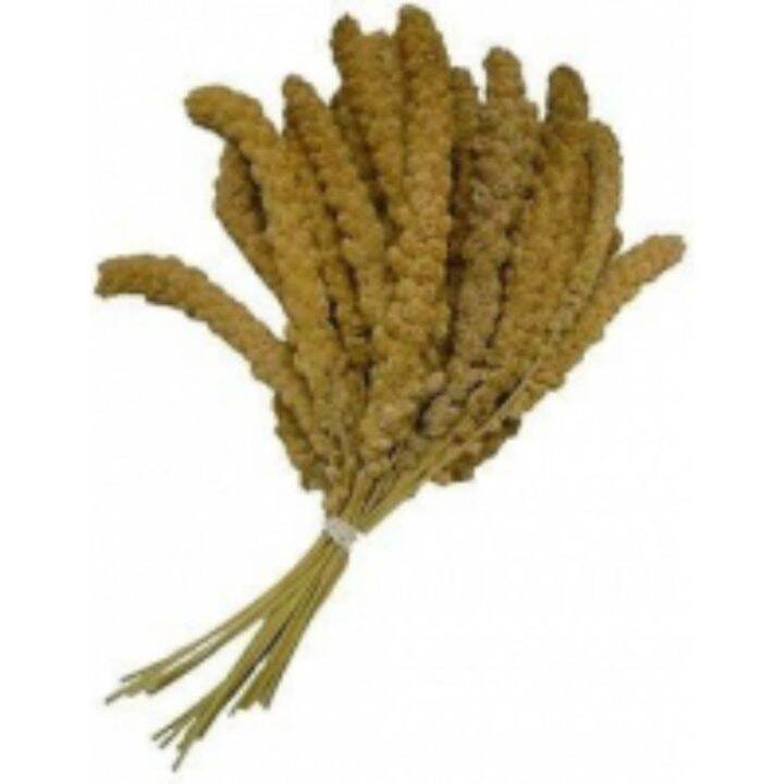 ஐ SPRAY MILLET FOR BIRD /SEKU BERTANGKAI Lazada