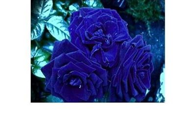 30 เมล็ด เมล็ดพันธุ์ กุหลาบสีน้ำเงิน Damask Rose Seed ดอกใหญ่ ดอกหอม นำเข้าจากต่างประเทศ พร้อมคู่มือ เมล็ดใหม่