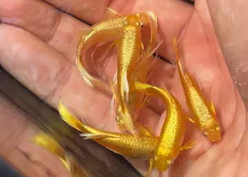 full gold guppy Chất Lượng, Giá Tốt 2021 | Lazada.vn