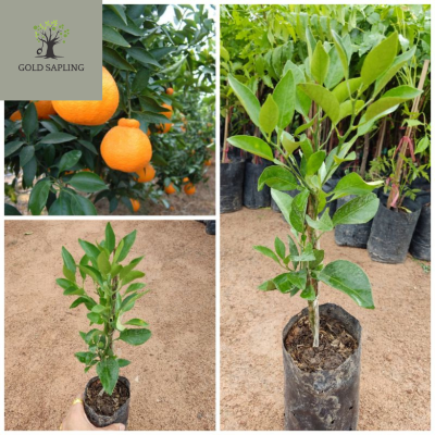 ต้นส้มเดกาปองอุดมไปด้วยวิตามินซี มีน้ำมาก ให้ผลผลิตสูง ผลใหญ่ รสชาติหวาน ทาบกิ่งสูง 50-70ซม.