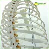 ENOVO human lumbar spine model the whole pelvis bone sternum chest rib bone frame model