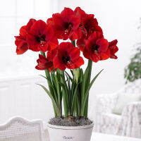 Red Lion Amaryllis ว่านสี่ทิศฮอลแลนด์ เรดไลอ้อน ดอกใหญ่ ปลูกเพื่อเสริมดวงตามวันเกิด เพิ่มความรุ่งเรืองในชีวิต