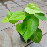 พลูหัวใจสีทอง 1 ต้น รากเดินดีแล้ว (Philodendron Brasil) หรือพลูบราซิลสีทอง #ไม้ด่าง #ไม้ฟอกอากาศ #ไม้มงคล #ใจเกษตร