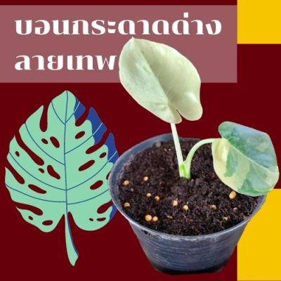 1 ต้น ใหม่ !! Alocasia macrorrhizos ต้นบอนกระดาดด่างขาว ต้นแม่ด่างแท้ จัดส่งพร้อมกระถาง