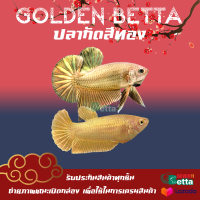 ปลากัดสีทอง 1คู่ ตัวผู้ + ตัวเมีย 7/11 Betta Farm