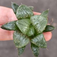 ฮาโวเทีย (Haworthia) ไม้อวบน้ำ ไม้น่ารัก ไม้สวยงาม จัดส่งแบบถอดราก