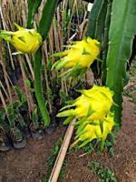 ขายส่ง 100 เมล็ด เมล็ดแก้วมังกรเหลืองอิสราเอล yellow Dragon Fruit From Israel แก้วมังกรสีเหลือง แก้วมังกร Dragon fruit ผลไม้ หายาก เกษตรยุคใหม่