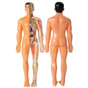 Medical Torso Human Body Model Anatomy Doll Removable Parts DIY Learning