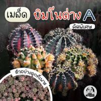 เมล็ด "ยิมโนแม่ด่างเกรด A x พ่อ LB และ Trex  " Gymnocalycium seed 150 เมล็ด ?เมล็ดแคคตัส❤️