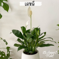 ต้นเดหลี Peace lily พร้อมกระถาง7นิ้ว ต้นสูง55cm. ต้นไม้มงคลที่ช่วยส่งเสริมให้ผู้ปลูกมีอายุมั่นขวัญยืน และนำโชคลาภมาให้