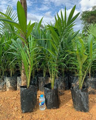 ส่งฟรี 15 ต้น มีใบรับรอง ต้นพันธุ์ปาล์มน้ำมัน โกลด์เด้นเทเนอรา GTปาล์มน้ำมันลูกผสม(DxP) Oil Palm สายพันธุ์เทเนอรา พืชน้ำมัน จัดส่งแบบห่อตุ้ม