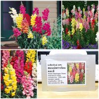 เมล็ดพันธุ์  ดอกสแนปดราก้อน คละสี (Mixed Snapdragon Flower Seed) 1000 เมล็ด คุณภาพดี ราคาถูก ของแท้