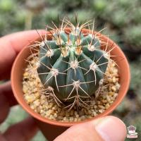 โปรโมชั่น เมโลฟ้า Melocactus azureus แคคตัส กระบองเพชร cactus&amp;succulent ราคาถูก  แคคตัส กระบองเพรช ตะบองเพรช ไม้จิ๋ว ไม้ตั้งโต๊ะทำงาน ไม้ประดับ ไม้มงคล ไม้ดอก