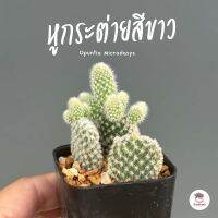 หูกระต่ายสีขาว Opuntia Microdasys ไม้อวบน้ำ กุหลาบหิน cactus&amp;succulent