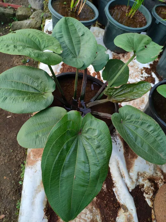 Amazon Sword Plant with FREE plastic pot, pebbles and soil. Real Plants