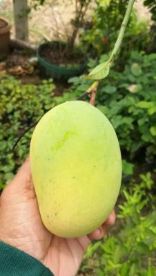 มะม่วงสามฤดู(three seasons mango)กิ่งเสียบยอดขนาด50ซม(1ต้น)