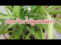 2 หัว ว่านระฆังทอง Pancratium zeylanicum L หัวว่านเศรษฐีน้ำเต้าทอง