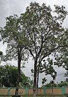 ขายส่ง 100 เมล็ด เมล็ดจันทน์แดงอินเดีย Pterocarpus santalinus มีชื่ออื่นว่า รักตจันทน์ สุดยอดแห่งไม้มูลค่าสูง ไม้ป่าหายาก ไม้หอมแก่นจันทน์