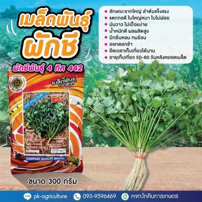 เมล็ดพันธุ์ผักชี พันธุ์ 4 ทิศ 442 ขนาด 300 กรัม