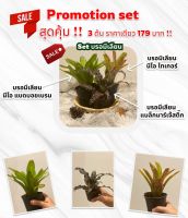 เซ็ทสุดคุ้ม 3 ต้นราคาเดียว 179 บาท เซ็ท บรอมีเลีย (สัปปะรดสี)