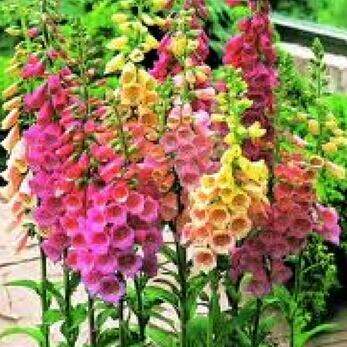 50 Seeds White Foxglove Bonsai Plant Tree House Herb Garden Flower Pot Decor 