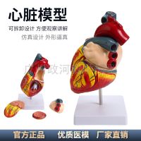 1:1 human heart model B super colour to exceed sound medical heart heart anatomy teaching model with natural big heart