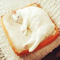 New Soft Bread Cat Mat Pet Pillow Sofa Bed Portable Lounger For Dogs Puppy Kittens Underpad Home Rug Cushion Cats House Beds Beds