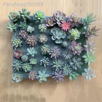 5/8/12/16/20Pcs/Set Color Model Mixing Random Artificial Succulents Fake Flowers PVC Faux Floral Plants Home Garden Office Decor