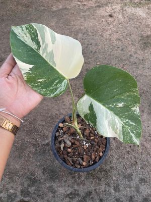 Monstera ALBO Holland