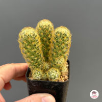 นิ้วทอง Mammillaria Elongata แคคตัส กระบองเพชร cactus&amp;succulent