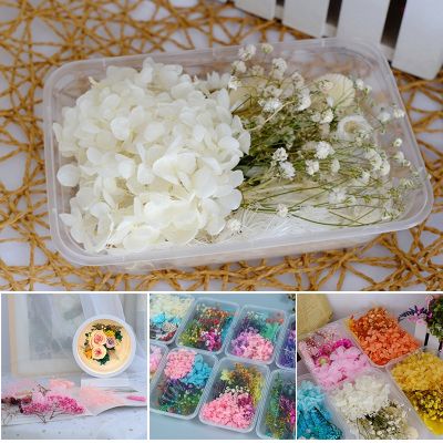 【cw】 New Hot PressedMixed Dried Flowers MaterialArt FloralCollectionCraftHome Decoration 【hot】