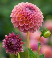 1 หัว/ออเดอร์ รักเร่ Dahlia Bulb สายพันธุ์ Jowey Winnie หัวรักเร่ ดอกไม้ หัวหน่อ เหง้า นำเข้า เนเธอร์แลน หัวสดใหม่