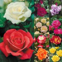 30 เมล็ด เมล็ดพันธุ์ ดอกกุหลาบ สีคละสี พันธุ์ดอกใหญ่ นำเข้า Rose Seeds