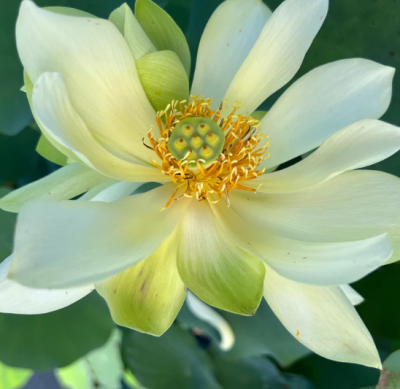 5 เมล็ด บัวนอก บัวนำเข้า บัวสายพันธุ์ Green Love Lotus สีขาว สวยงาม ปลูกในสภาพอากาศประเทศไทยได้ ขยายพันธุ์ง่าย เมล็ดสด
