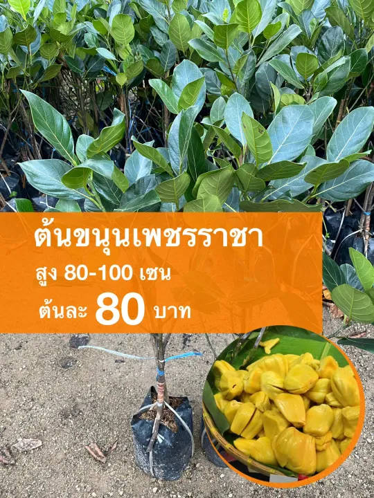 ต้นขนุนเพชรราชา