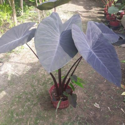 ( PRO+++ ) โปรแน่น.. บอนดำ (บอนแบล็คเมจิก) Colocasia esculenta Black Magic (ไซน์ตั้งแม่) ราคาสุดคุ้ม พรรณ ไม้ น้ำ พรรณ ไม้ ทุก ชนิด พรรณ ไม้ น้ำ สวยงาม พรรณ ไม้ มงคล