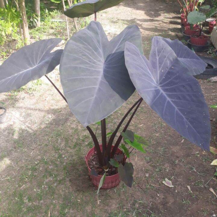 pro-โปรแน่น-บอนดำ-บอนแบล็คเมจิก-colocasia-esculenta-black-magic-ไซน์ตั้งแม่-ราคาสุดคุ้ม-พรรณ-ไม้-น้ำ-พรรณ-ไม้-ทุก-ชนิด-พรรณ-ไม้-น้ำ-สวยงาม-พรรณ-ไม้-มงคล