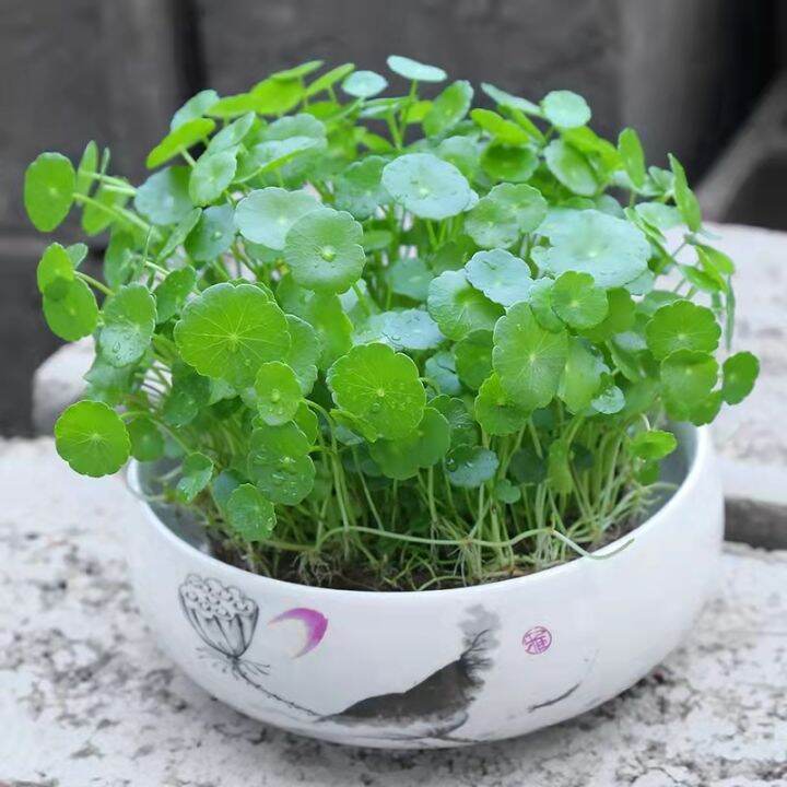 High Quality Bonsai Seeds Copper Grass Pilea Seeds Easy To Grow Indoor