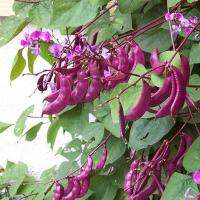 เมล็ดพันธุ์ ถั่วแปบสีม่วง (Purple Hyacinth Bean Seed) บรรจุ 15 เมล็ด  คุณภาพดี ราคาถูก ของแท้ 100%