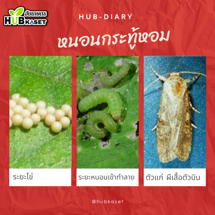 สินค้ายกลัง-แอมเมท-250ซีซี-12ขวด-อินด๊อกซาคาร์บ-ป้องกันกำจัดหนอนห่อใบข้าว-หนอนม้วนใบ-หนอนคืบ-หนอนชอนใบ