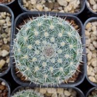 ( Pro+++ ) คุ้มค่า Mammillaria hahniana (แมมแม่เฒ่า) 5 ซม. ราคาดี พรรณ ไม้ น้ำ พรรณ ไม้ ทุก ชนิด พรรณ ไม้ น้ำ สวยงาม พรรณ ไม้ มงคล