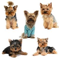 【CC】 Car Sticker Yorkshire Terrier Dog Pattern Stickers Decoration Cute Supplies Cover Scratches Personality