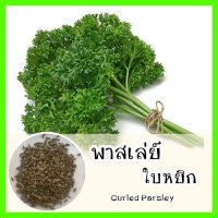 พร้อมส่ง ❗ รหัส 035 เมล็ดพันธุ์แท้ OP แท้  พืชสมุนไพร ปลูกง่าย พาสเล่ย์ใบหยิก - Curled Parsley