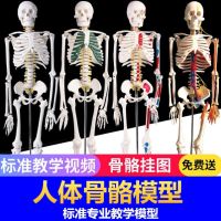 Medical teaching model 170 art yoga vertebrae 4585 skeletons small white skeleton frame body cm